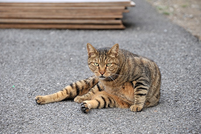 街のねこたち
