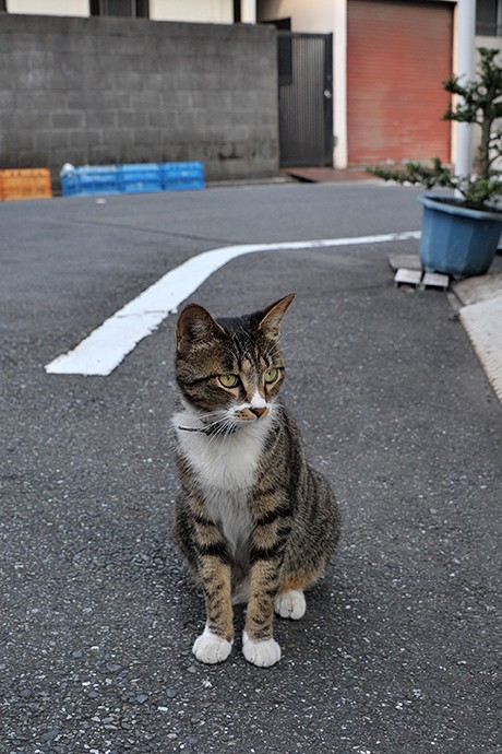 街のねこたち