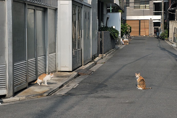 街のねこたち