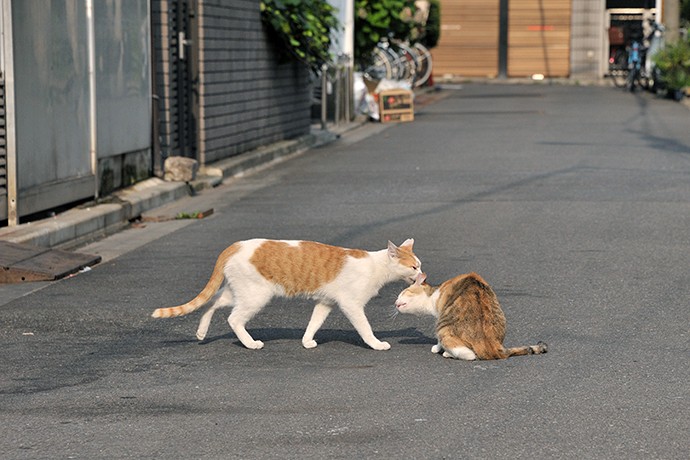 街のねこたち