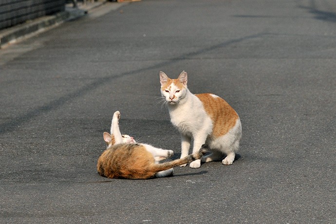 街のねこたち