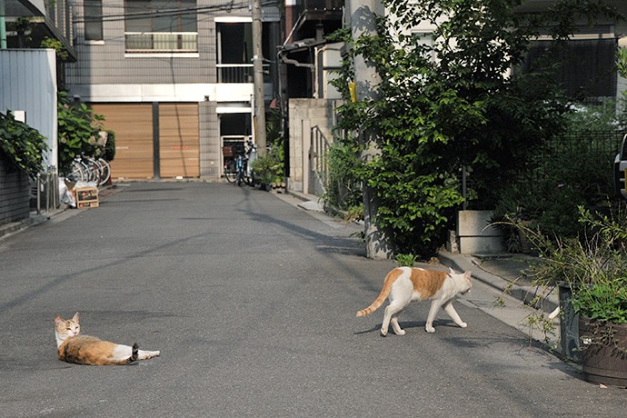 街のねこたち