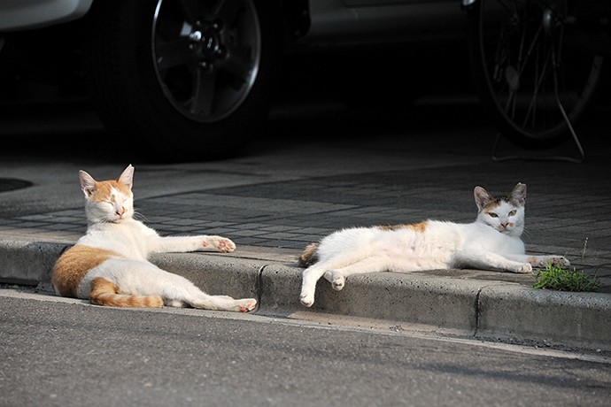 街のねこたち