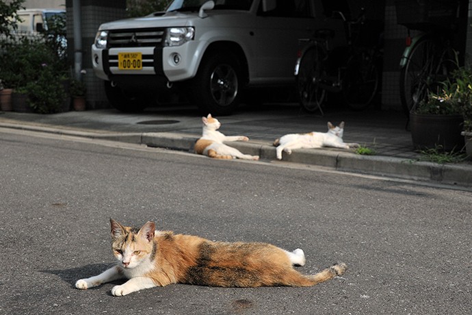 街のねこたち