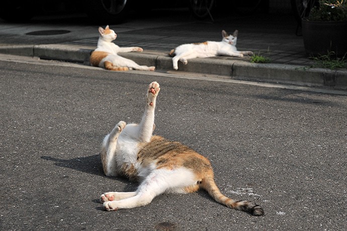 街のねこたち
