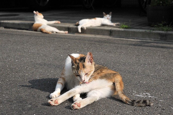 街のねこたち