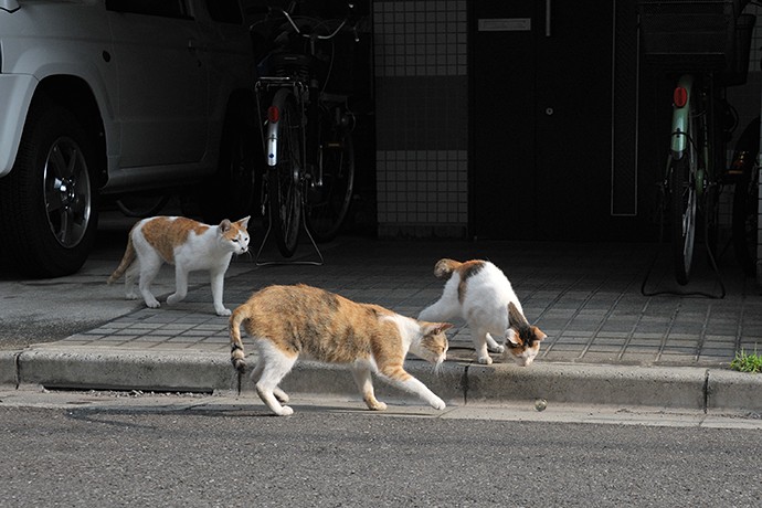 街のねこたち