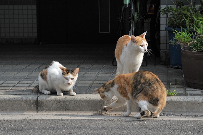 街のねこたち