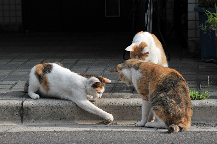 街のねこたち