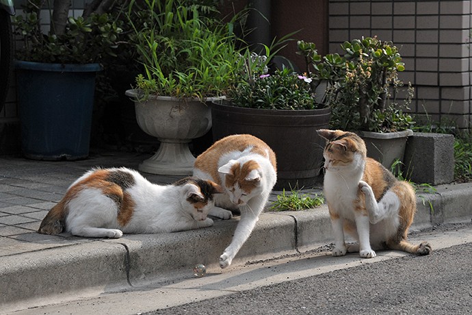街のねこたち