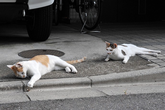 街のねこたち