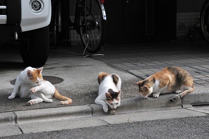 街のねこたち