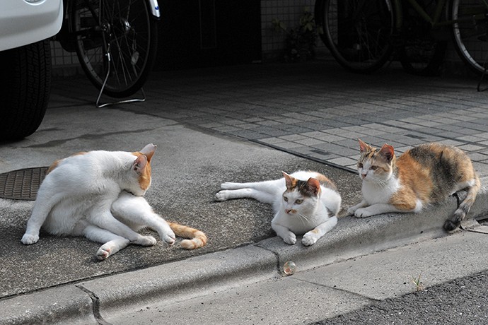 街のねこたち