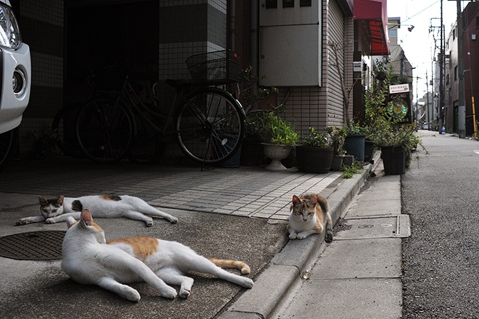 街のねこたち