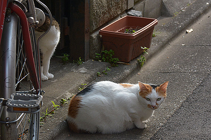 街のねこたち