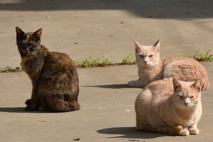 街のねこたち