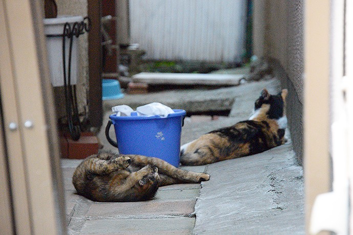 街のねこたち