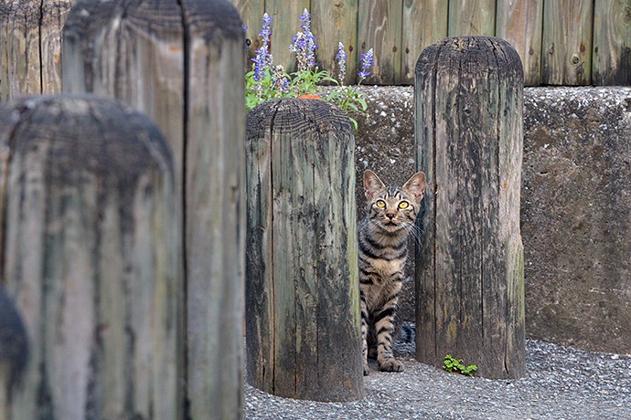 街のねこたち