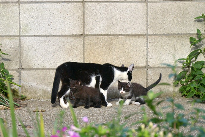 街のねこたち