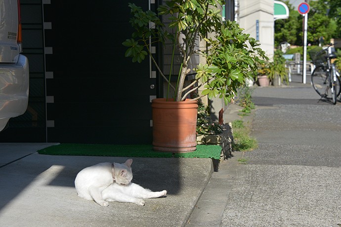 街のねこたち