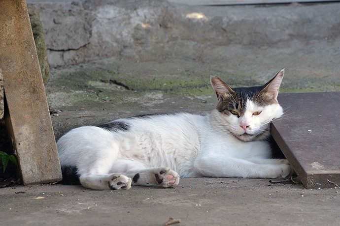 街のねこたち