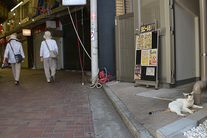 街のねこたち
