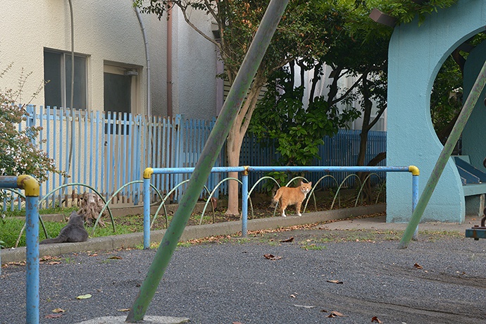 街のねこたち