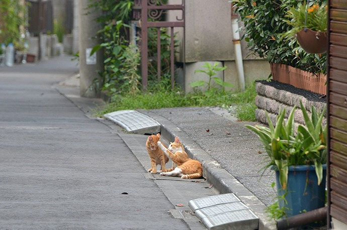 街のねこたち