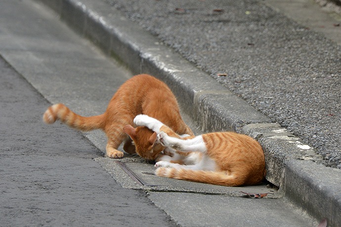 街のねこたち