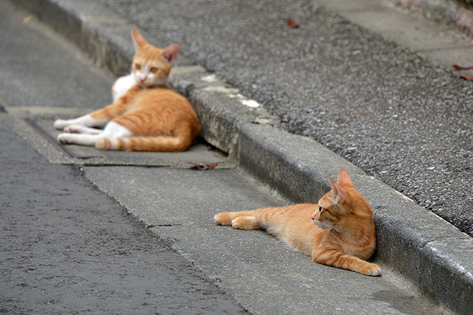 街のねこたち