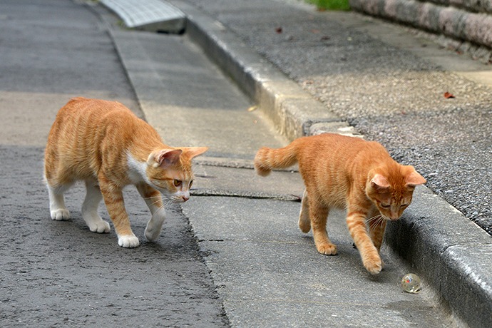 街のねこたち