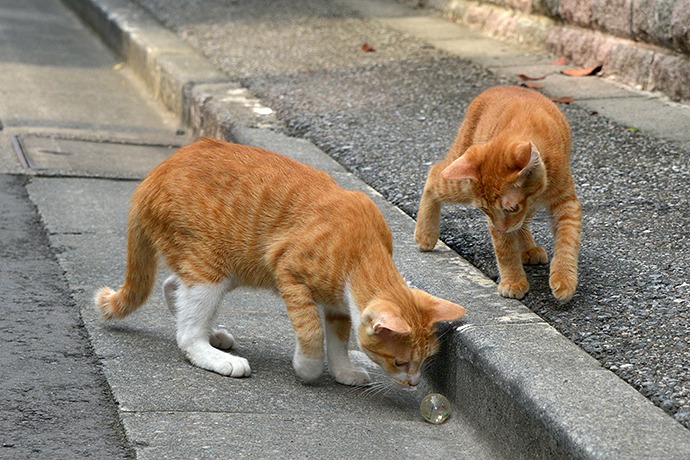街のねこたち
