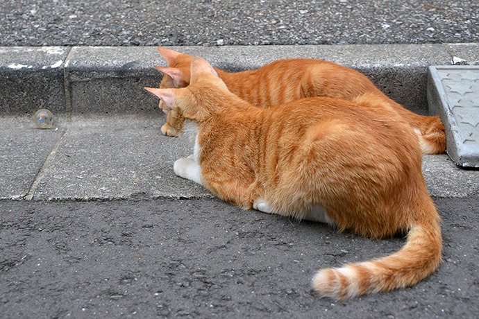 街のねこたち