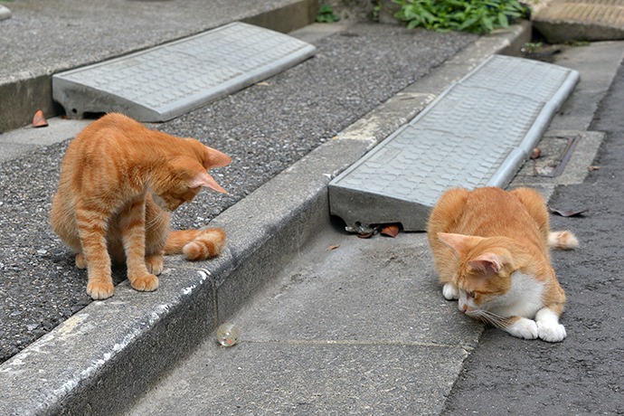 街のねこたち