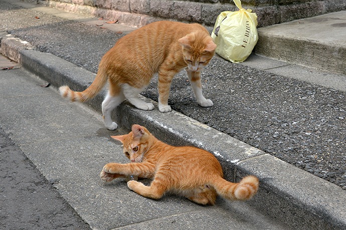 街のねこたち