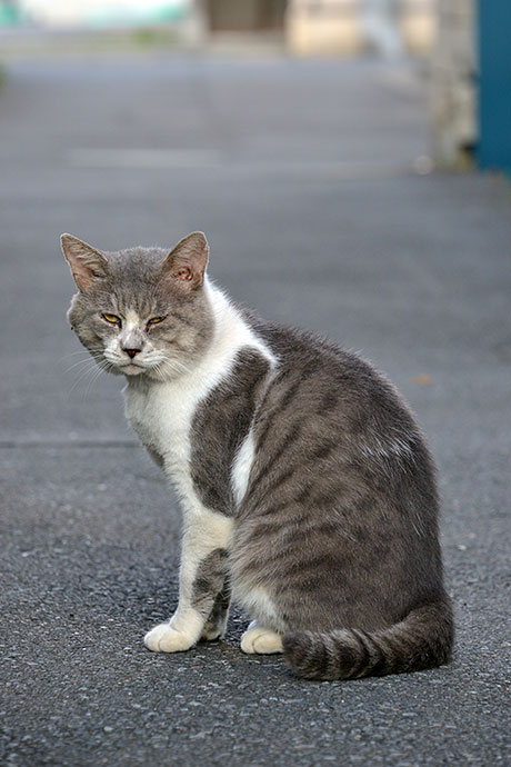 街のねこたち