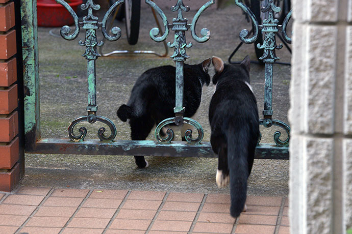 街のねこたち