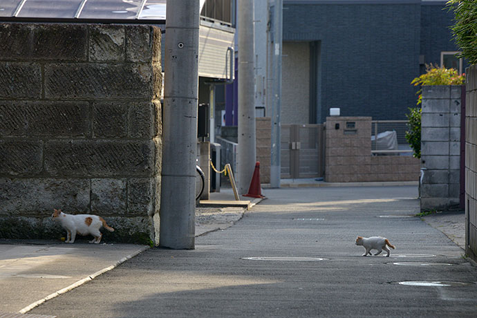 街のねこたち