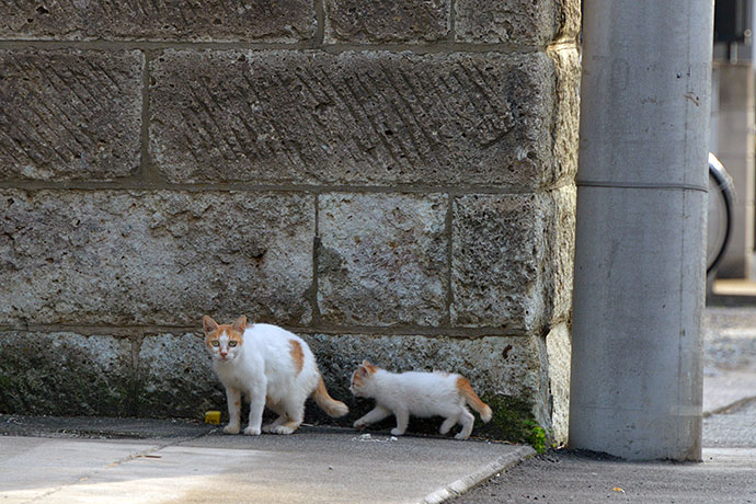 街のねこたち