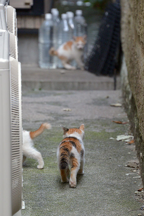 街のねこたち