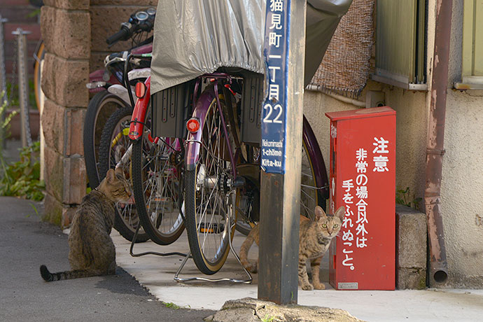 街のねこたち