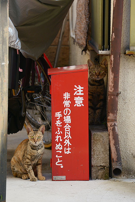 街のねこたち