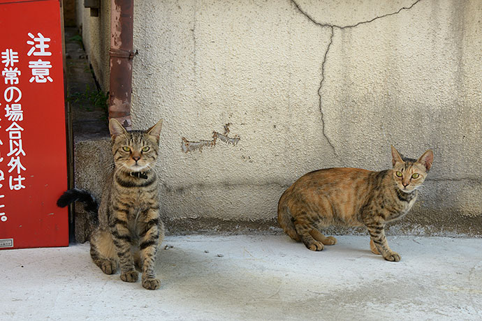 街のねこたち