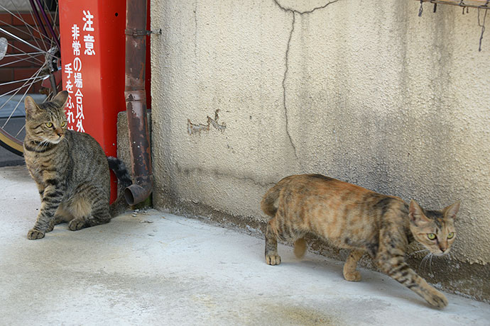 街のねこたち