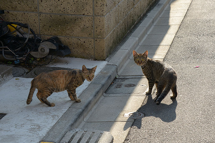 街のねこたち