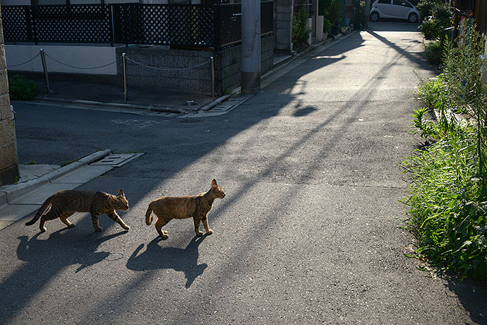 街のねこたち