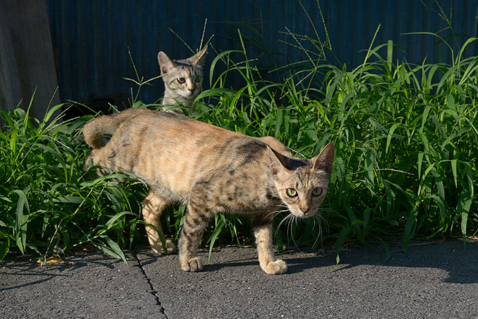 街のねこたち