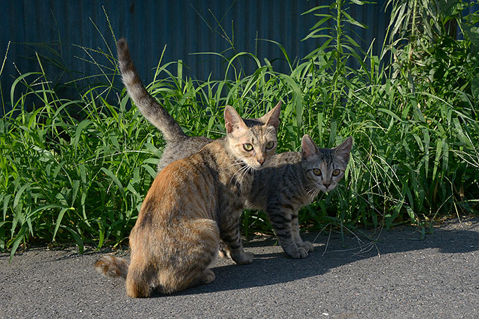 街のねこたち