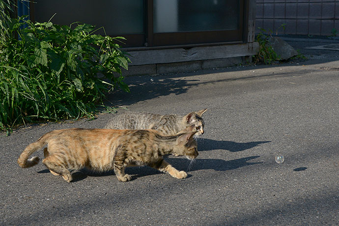 街のねこたち