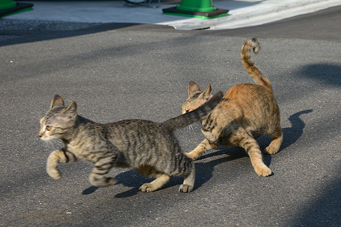 街のねこたち